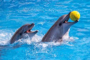 Dubai dolphin show