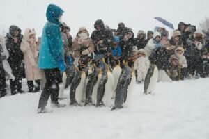 snow-premium-with-penguins
