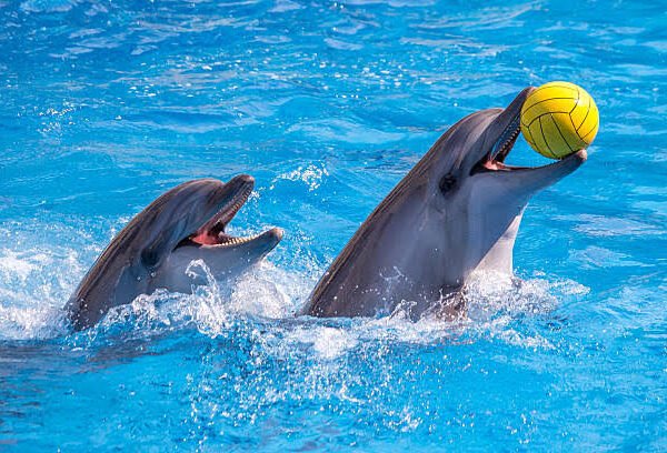 Dubai dolphin show