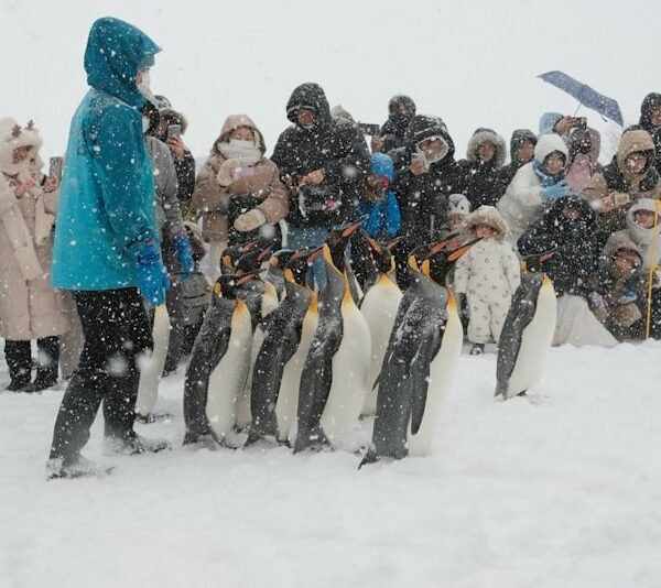 snow-premium-with-penguins